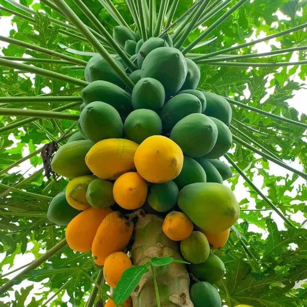Papita