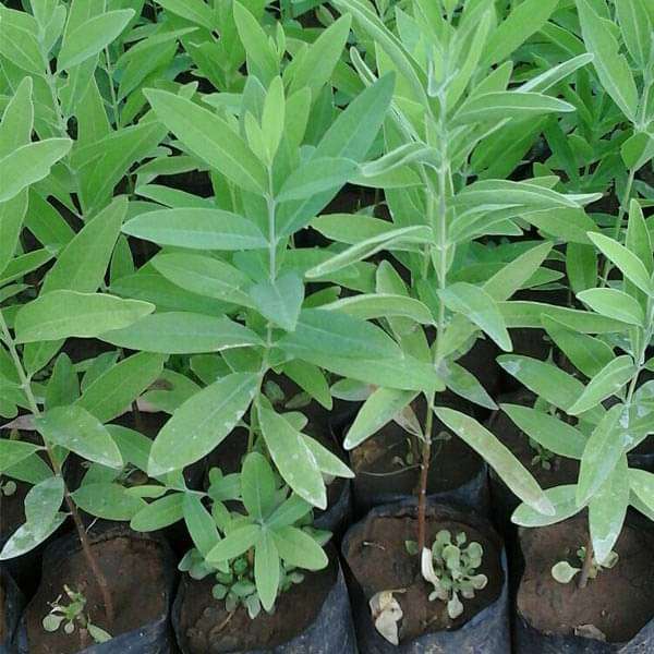 Chandan (Sandalwood) Plant 🌿