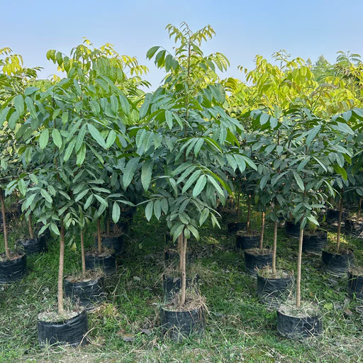 Mahogany Plant 🌳