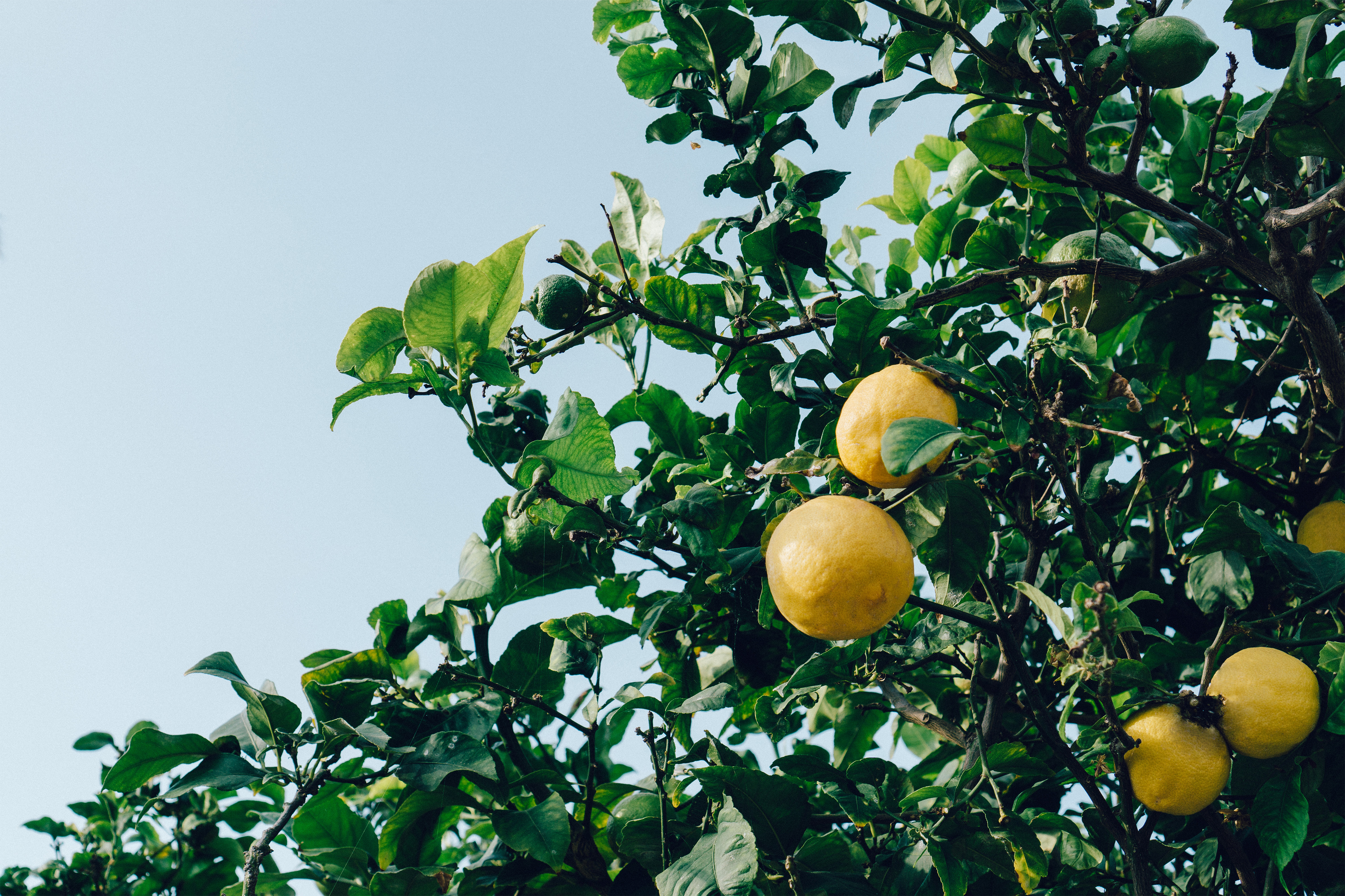 Nimbu (Lemon) Plant 🍋