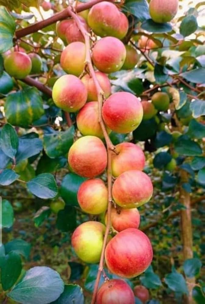 Apple Ber